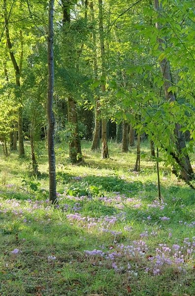 forêt fleurie