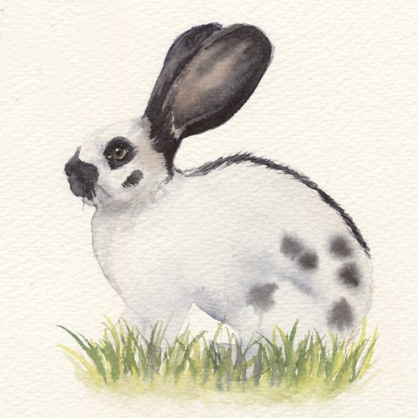 lapin aquarelle